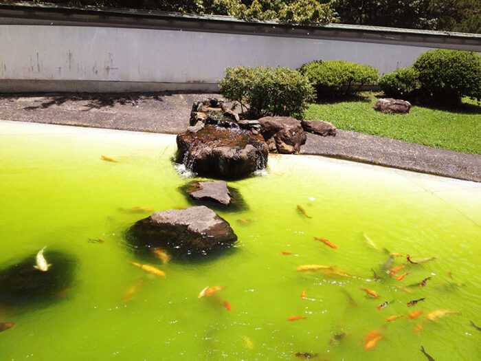 Lago de Carpas no Pavilhão Japonês - Parque do Ibirapuera