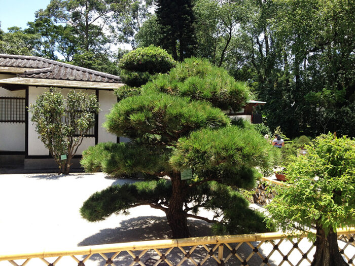 Pinheiro Japonês - Jardim Japonês no Parque do Ibirapuera
