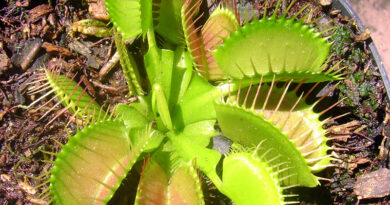 Vênus papa-mosca - Dioneae Muscipula
