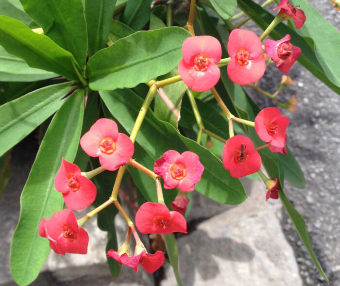 Flores da Euphorbia milii