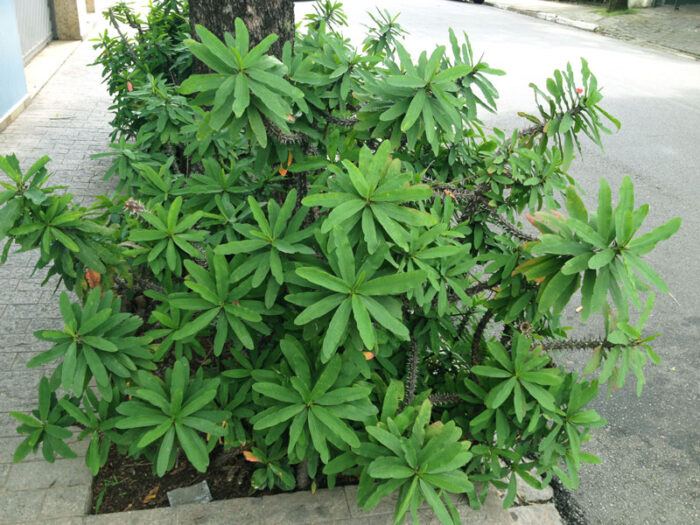 Touceira de Euphorbia milii