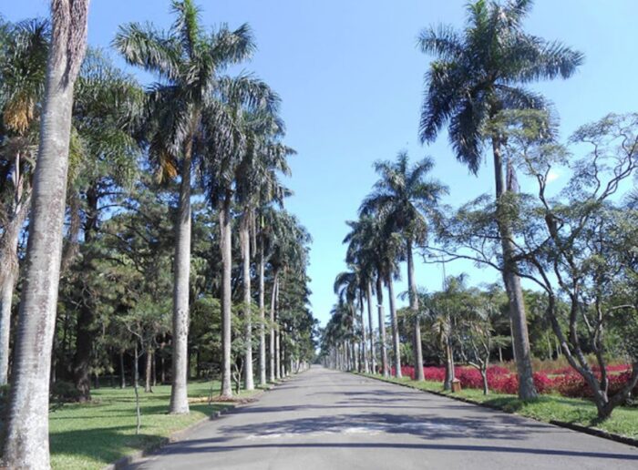 Jardim Botânico de São Paulo - Alameda das Palmeiras
