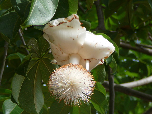 Flor de Baobá (Adansonia digitata). Autor: Atamari. Foto usada sob licença Creative Commons CC BY-SA 3.0