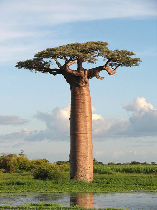 Baobá do Madagascar - Adansonia grandidieri. Imagem: Bernard Gagnon - Fornecida sob licença Creative Commons CC BY-SA 3.0