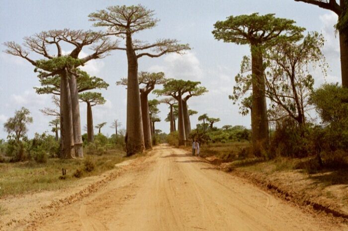 Avenida dos Baobás - Imagem: Fox-Talbot - Fornecida sob licença Creative Commons CC BY-SA 3.0