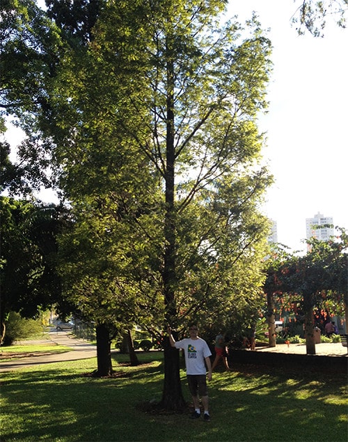 Sequoia sempervirens no Jardim Botânico de São Paulo - Foto: Fábio dos Reis, arquivo pessoal