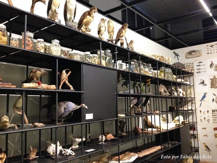 Coleção de Aves no Museu de Zoologia da USP