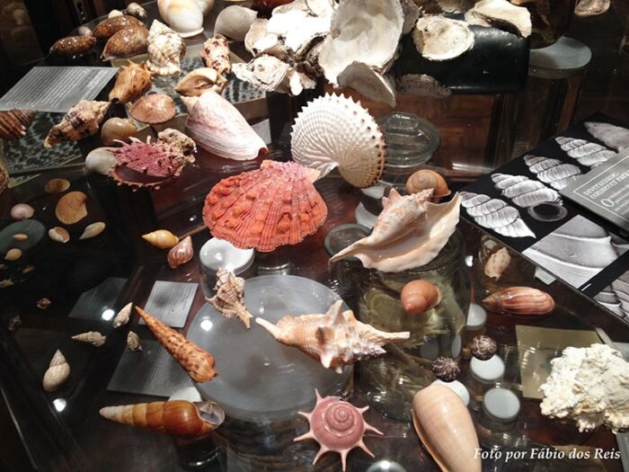 Conchas no Museu de Zoologia da USP