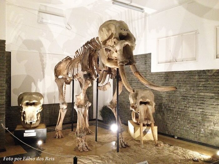 Esqueleto de Elefante no museu zoológico de Montevidéu