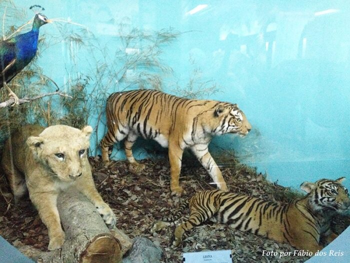 Felinos empalhados no museu zoológico de montevidéu