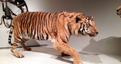 Tigre empalhado no museu de zoologia da Universidade de São Paulo