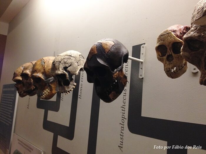 Diversos Crânios de Hominídeos, incluindo Homem de Neanderthal e Australopithecus, entre outros