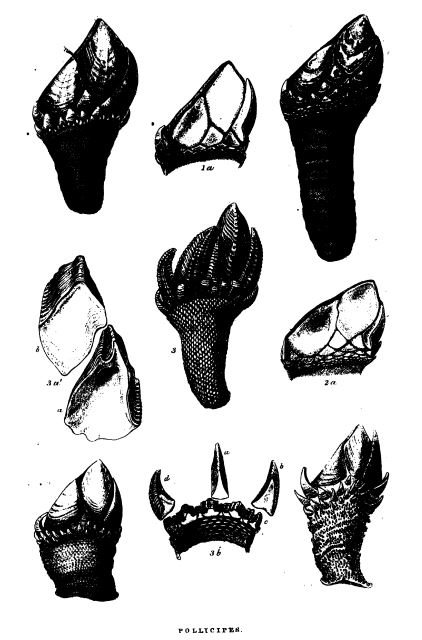 Cracas do gênero Pollicipes sem o exoesqueleto - Imagem extraída do livro Monograph On Cirripedia Vol. 1, de Charles Darwin