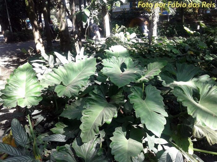 Philodendrons no parque Celso Daniel