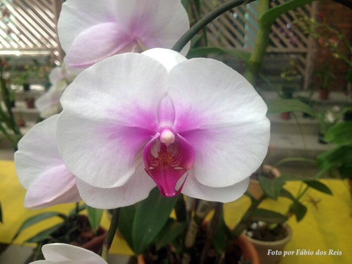 Uma das muitas orquídeas expostas no orquidário