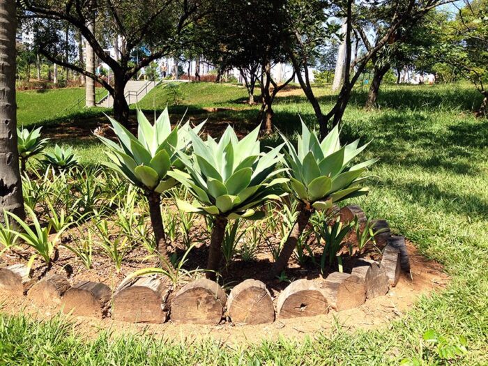 Canteiro de Plantas no Parque Ecológico de Vila Prudente