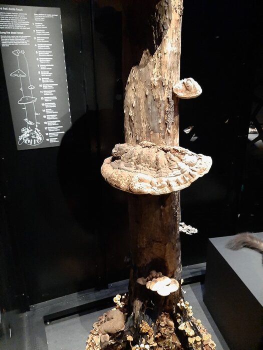 Vários cogumelos representados em um tronco.