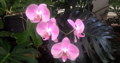 Mais orquídeas
