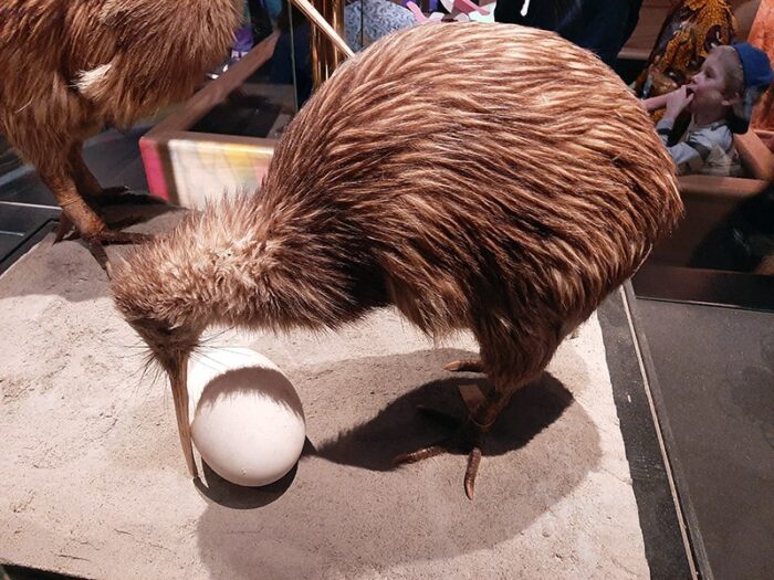 Um Kiwi com seu ovo.