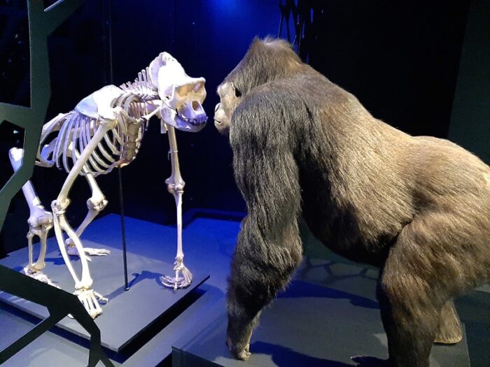 Gorila na obra "Vida e Morte"