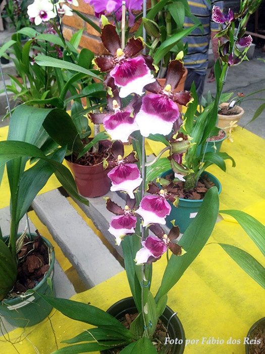 Mais orquídeas na feira do Orqudário de Santos