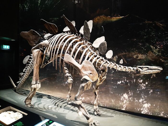 Esqueleto de Estegossauro