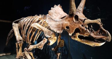 Triceratops no museu Naturalis em Leiden, Holanda