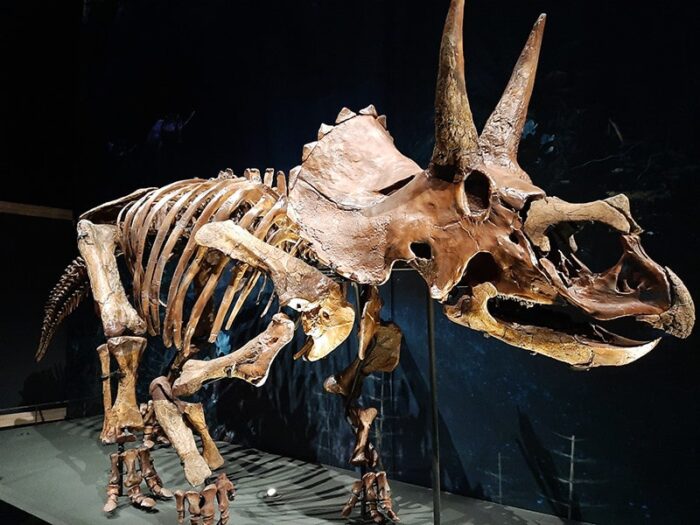 Esqueleto de dinossauro Triceratops