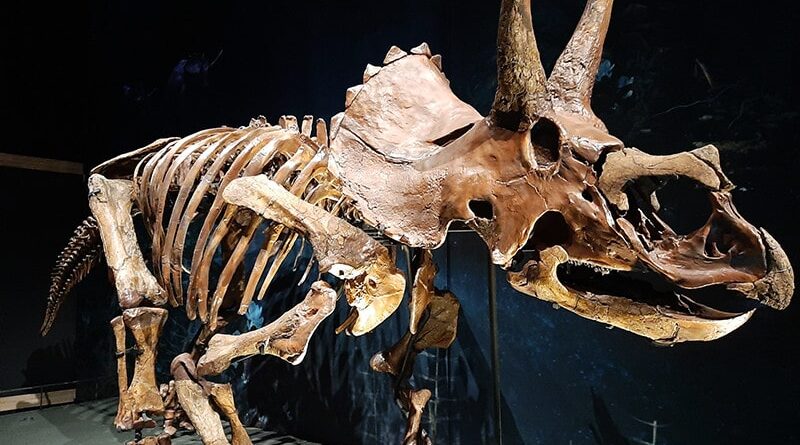 Triceratops no museu Naturalis em Leiden, Holanda