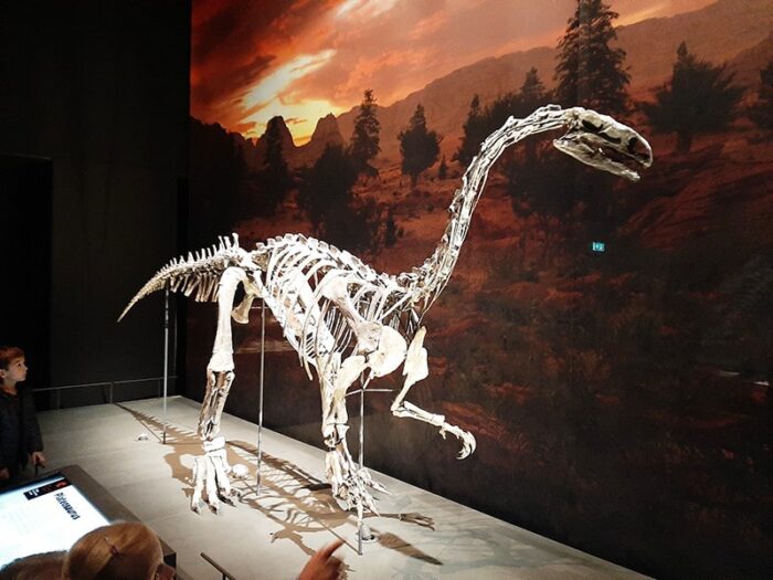 Esqueleto de dinossauro Plateosaurus