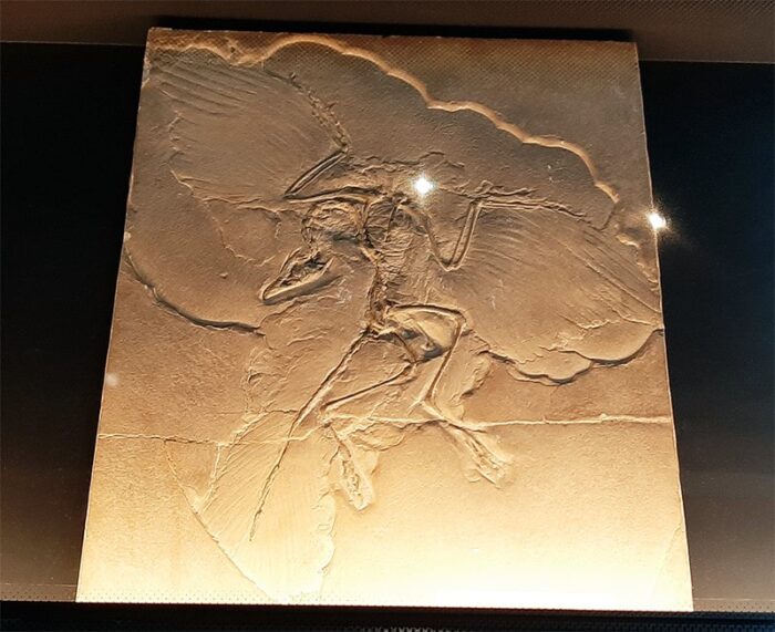 Fóssil de Archaeopteryx lithographica