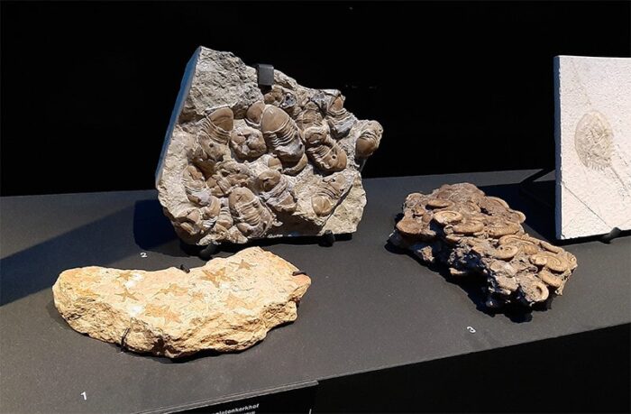 Fósseis de Trilobitas e Amonitas