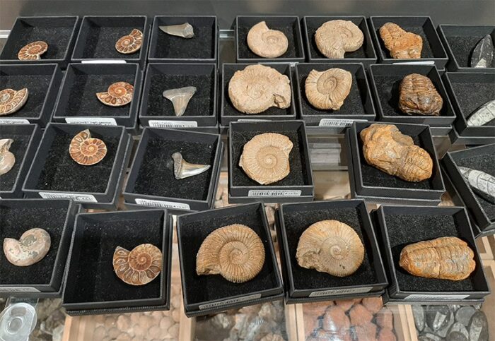 Souvenires: fósseis de amonitas