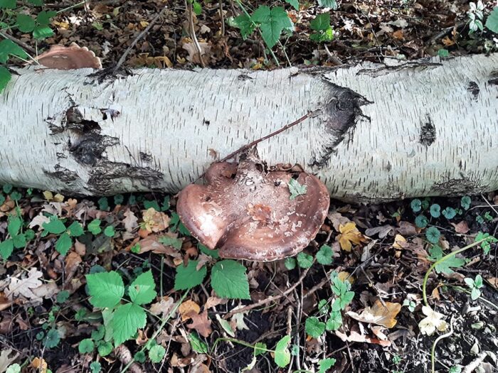 Cogumelo em tronco caído no Sloterplas