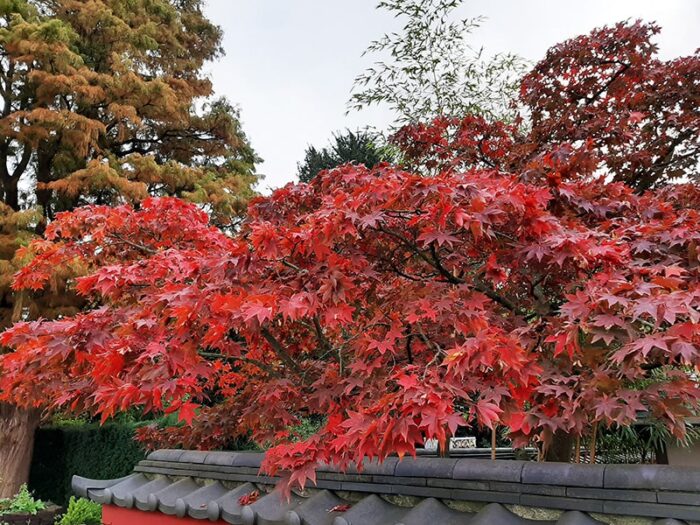 Acer no Jardim Japonês do Hortus Botanicus Leiden