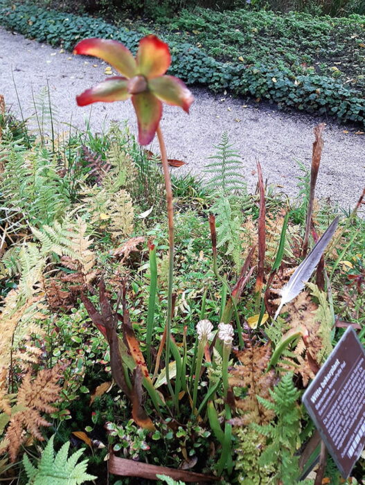 Sarracenia em flor no brejo do Hortus Botanicus Amsterdam