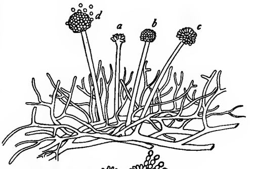 Micélio e grupos de esporos em um fungo do gênero Aspergillus