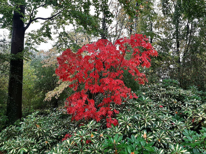 Lindo exemplar de Acer vermelho no Jardim Japonês