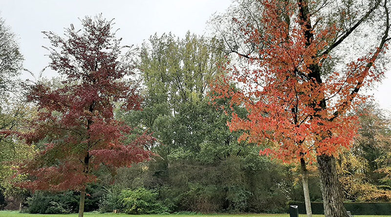 Árvores com cores de outono no Amstelpark em Amsterdã, Holanda