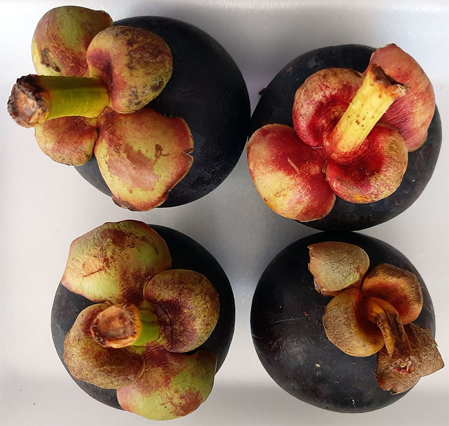 Mangostim Benefícios desta deliciosa fruta exótica Diário do