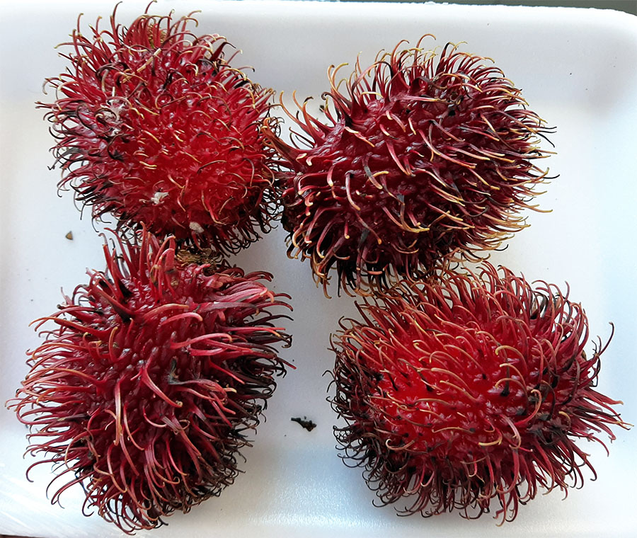 Rambutan - Um delicioso parente da Lichia - Diário do Naturalista