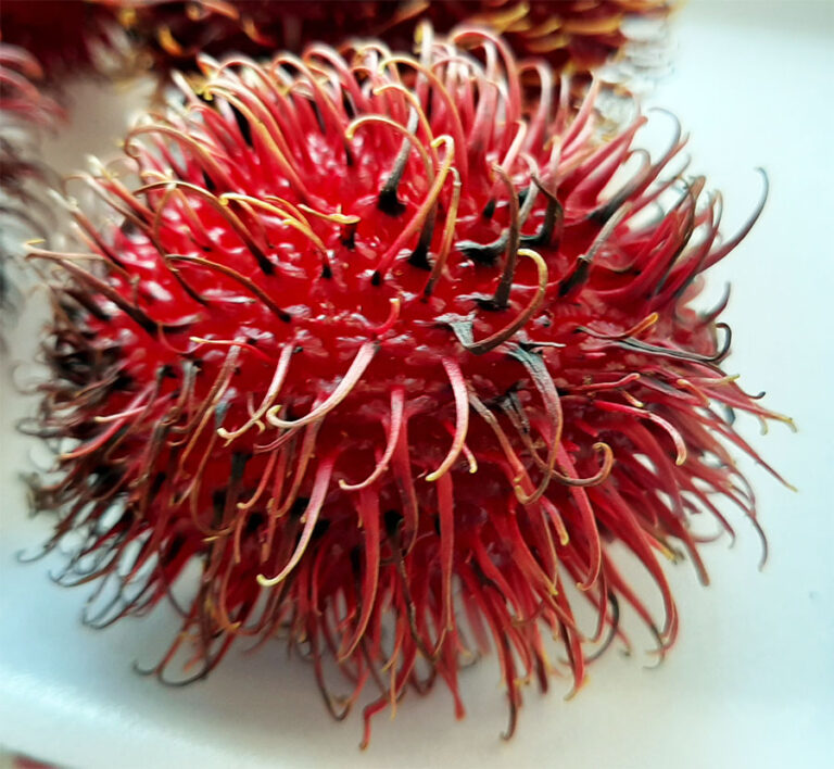 Rambutan - Um delicioso parente da Lichia - Diário do Naturalista