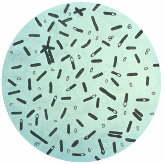 Clostridium botulinum Imagem: Wikimedia Commons