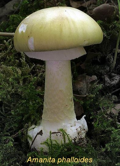 Cogumelo altamente venenoso e mortal: Amanita phalloides