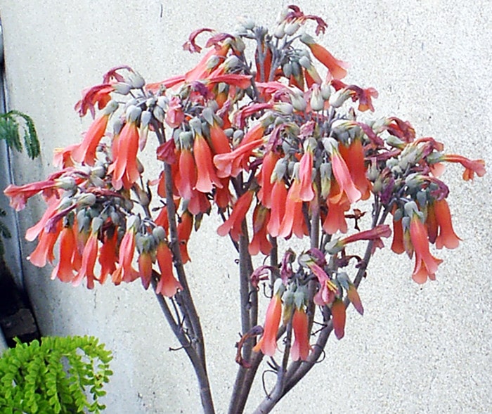 Kalanchoe delagoensis - Cacho de Flores