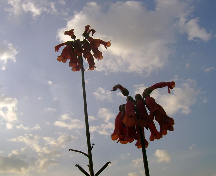 Kalanchoe delagoensis - Cachos de flores