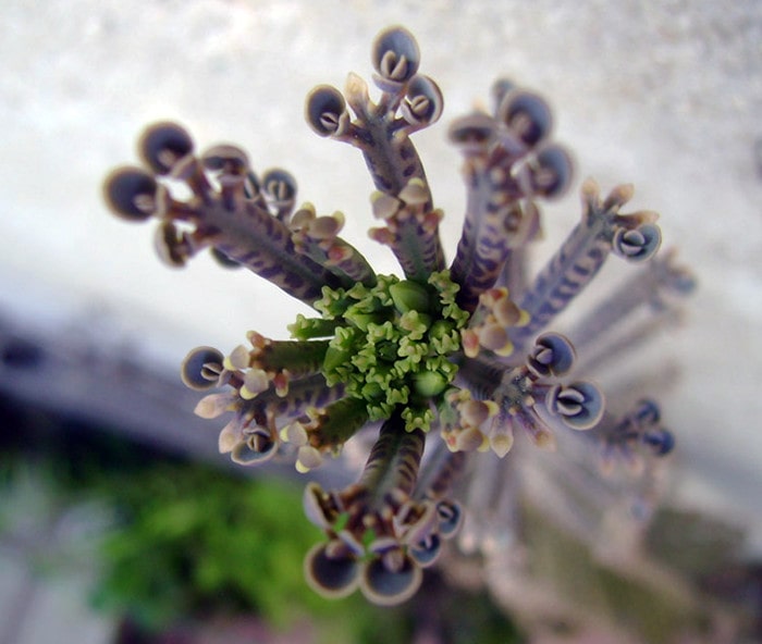 Kalanchoe delagoensis - Plântulas e botões florais
