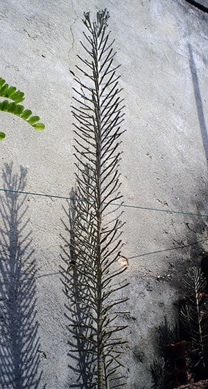 Kalanchoe delagoensis - Planta inteira
