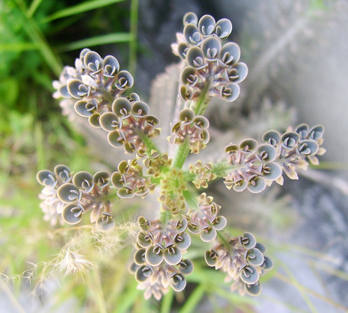 Kalanchoe tubiflora - Plântulas na ponta das folhas
