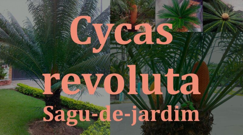 Sagu-de-jardim - Cycas revoluta - como cultivar